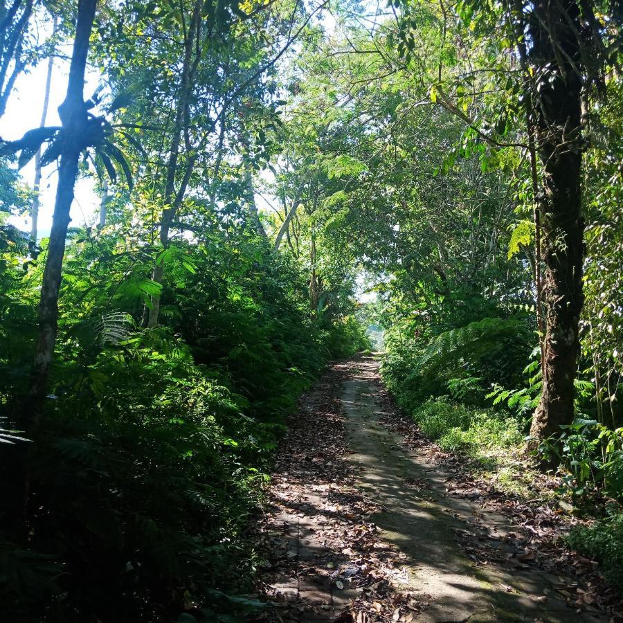 Eco Bedugul Adventurer Camp Bed & Breakfast Ngoại thất bức ảnh